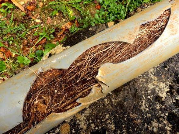 🚨 Main Line Clog? Here’s What You Need to Know 🚨