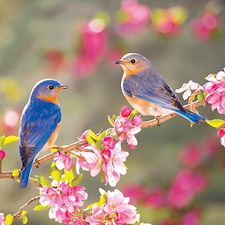 -Spring-Plumbing-Tip 0